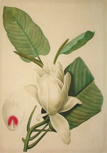 Oswald : Airs for the seasons - Magnolia : illustration